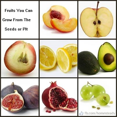 NN-fruits-grow-from-pits